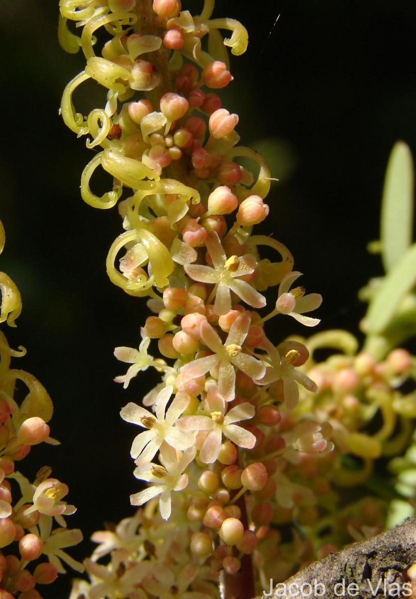 Phyllanthus emblica L.